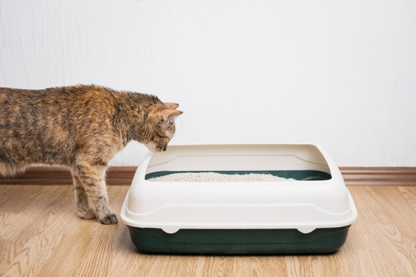Avoiding Box After Adding Scented Litter