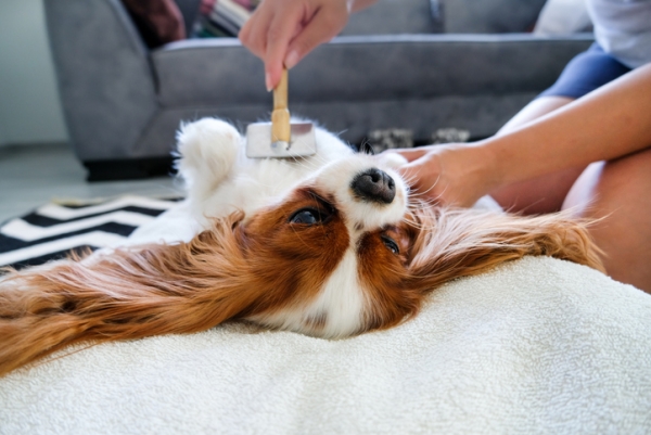 Brush Your Dog Before Travel
