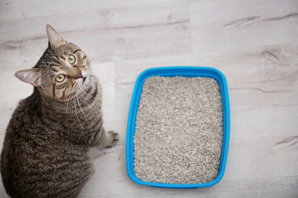 Crying or Meowing Near the Litter Box