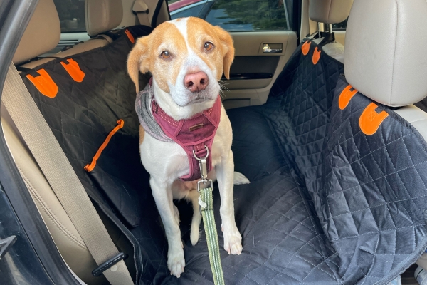 Dog Seat Cover