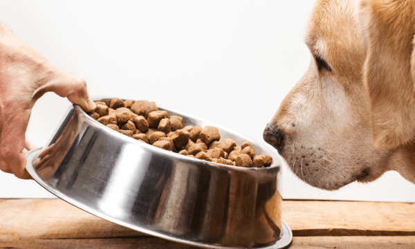 Feeding Schedule