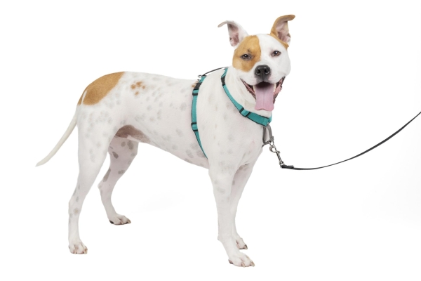 Harness Instead of a Collar