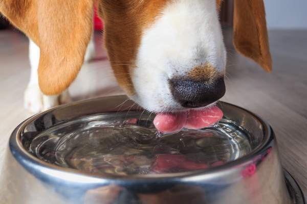 Hydrate Regularly