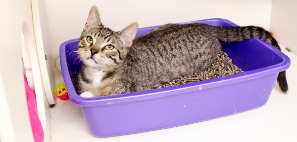 Increased Time Spent in the Litter Box