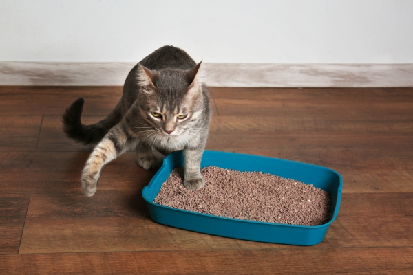 Pawing at the Outside of the Box