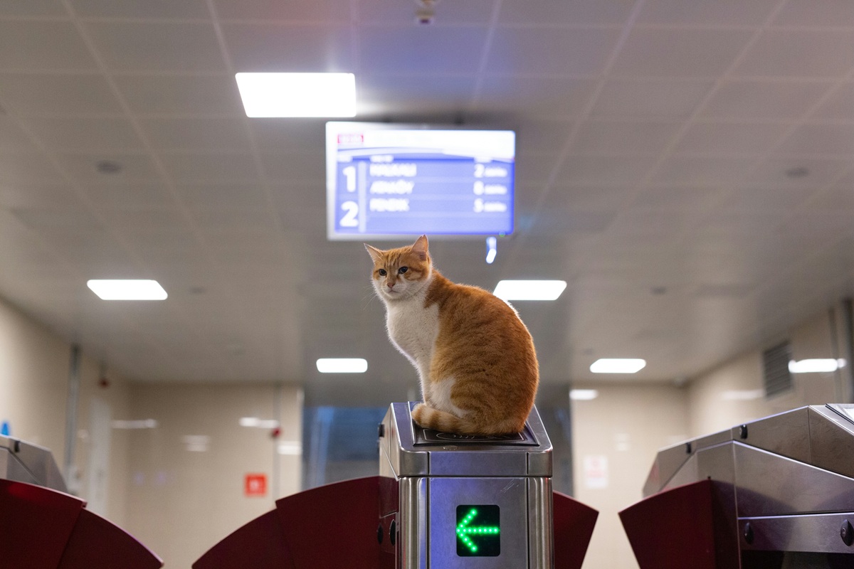 Pet Air Travel Tips for Stress-Free Flying