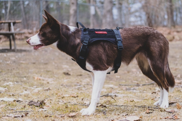 Reduces Risk of Injury to Owners