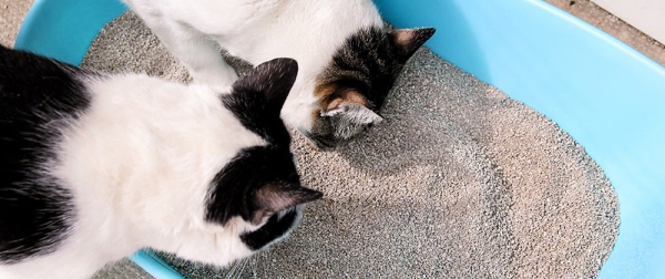 Strong Odor from the Litter Box