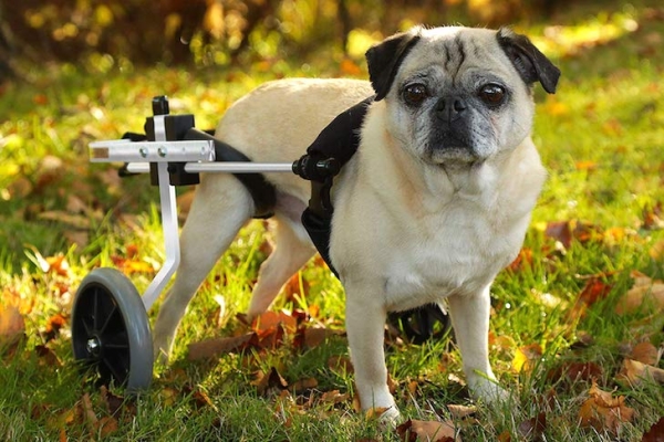 Supports Dogs with Health or Mobility Issues