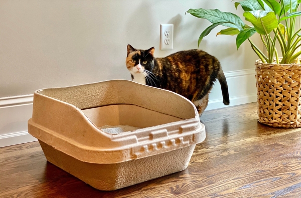 Visible Scratching Around the Box Area