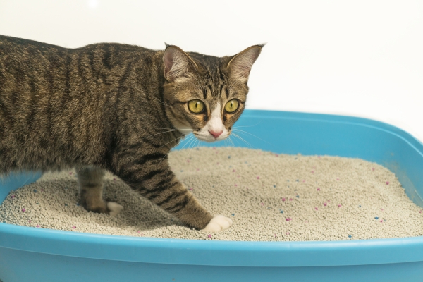 cats-and-litter-boxes