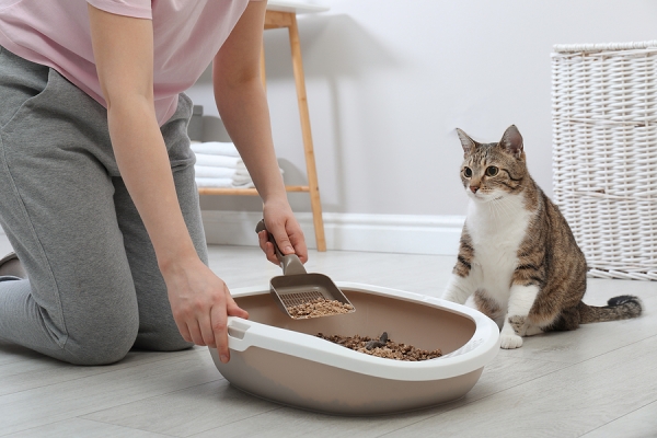 bigstock-Woman-Cleaning-Cat-Litter-Tray