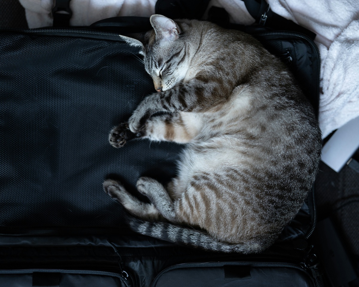 essential Air Travel Tips for pet owners