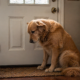 Anxious dog sitting by front door showing signs of separation anxiety