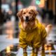 dog-rain-gear-guide