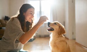 Dog owner training a puppy to sit at home using a treat reward