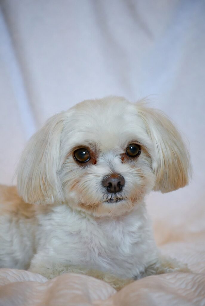 Maltese best small non shedding dog for apartments