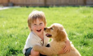 best family dogs playing with child outdoors in sunny backyard