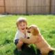 best family dogs playing with child outdoors in sunny backyard