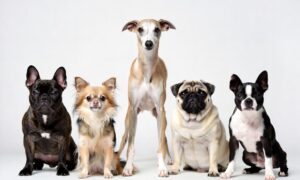 best low maintenance dog breeds for busy people - French Bulldog Chihuahua Greyhound Pug Boston Terrier comparison