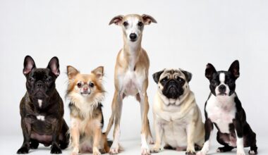 best low maintenance dog breeds for busy people - French Bulldog Chihuahua Greyhound Pug Boston Terrier comparison