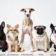 best low maintenance dog breeds for busy people - French Bulldog Chihuahua Greyhound Pug Boston Terrier comparison