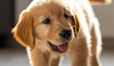 best puppy feeding schedule — golden retriever puppy eating from bowl