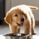best puppy feeding schedule — golden retriever puppy eating from bowl