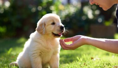 how to potty train a puppy fast outdoors with positive reinforcement