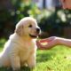 how to potty train a puppy fast outdoors with positive reinforcement