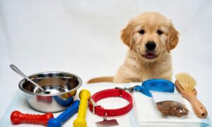 puppy essentials checklist items laid out for a new dog owner