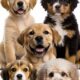 top 20 family dogs — collage of golden retriever, bernese mountain dog, labrador, beagle, and poodle puppies